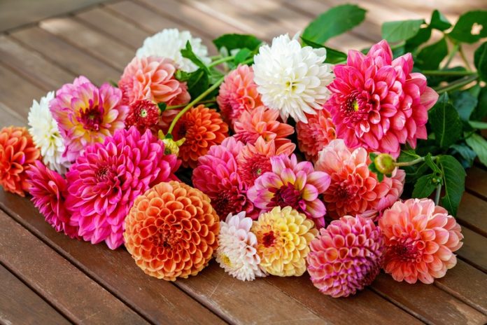 Dalie Dalia in mazzo vari colori